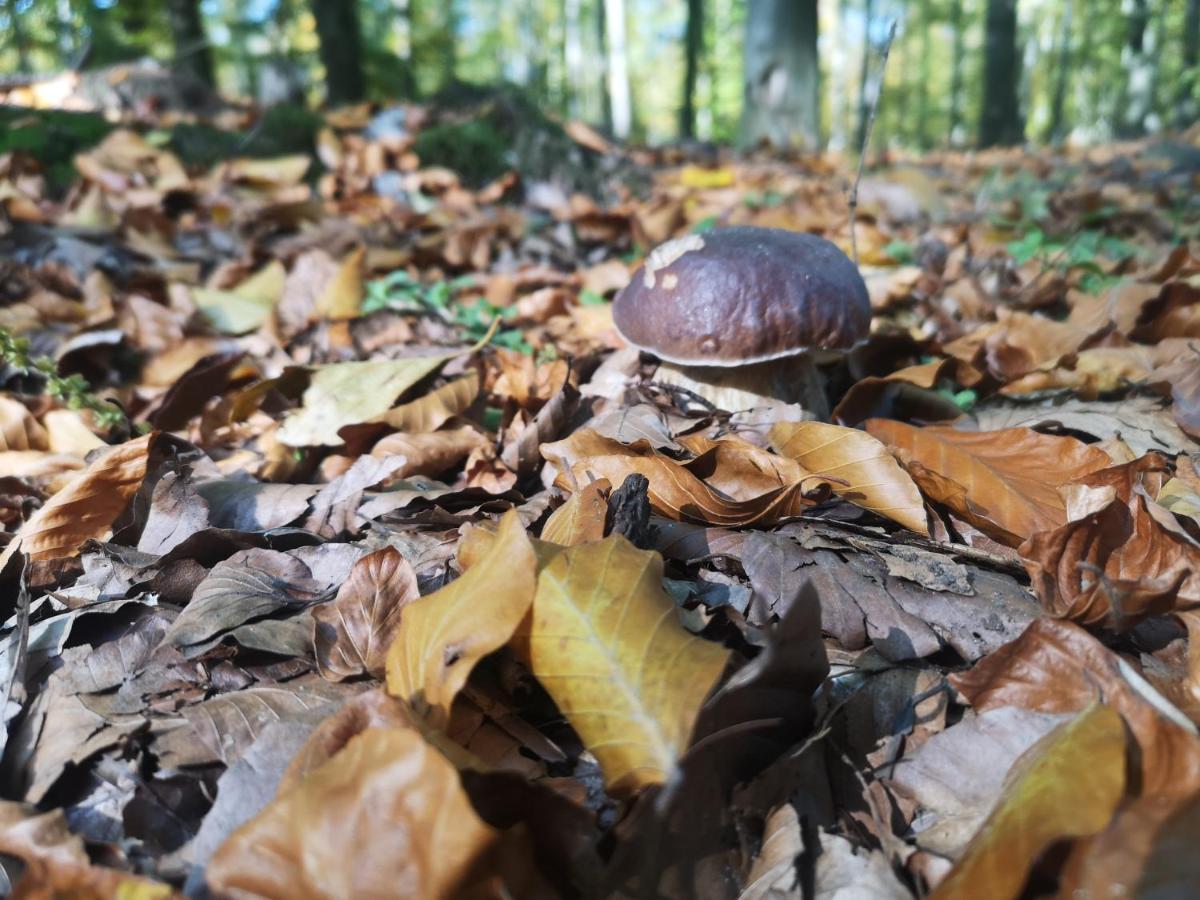 Obertyny Wetlina